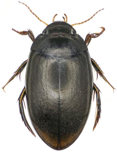 Agabus bipustulatus
